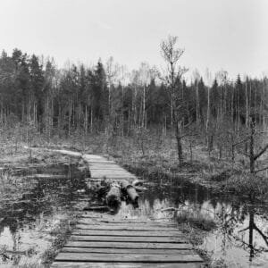 Black and white photo of bridge in swamp