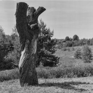 A monochrome image of a solitary tree standing in an open field