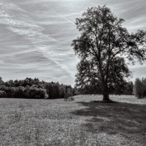 A solitary tree stands in field in a captivating black and white photograph