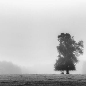 A solitary tree stands amidst the mist in a captivating black and white photograph