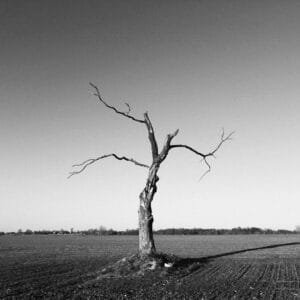 A monochrome image of a lifeless tree standing alone in an open field