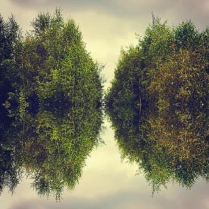 A serene forest with tall trees mirrored in calm water