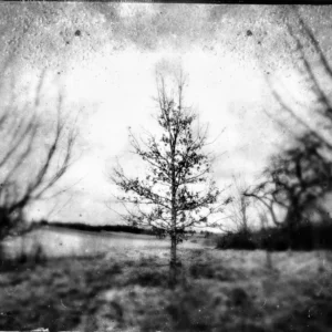 Monochrome image of trees with a tintype effect