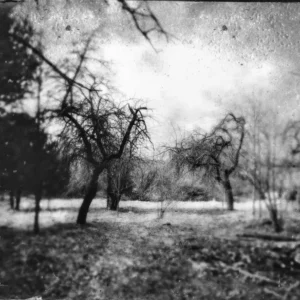 A tintype filter adds a vintage touch to this garden