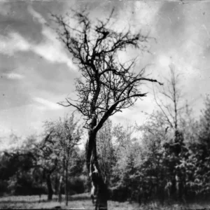 Monochrome landscape featuring a solitary tree in a field, with a vintage tintype filter