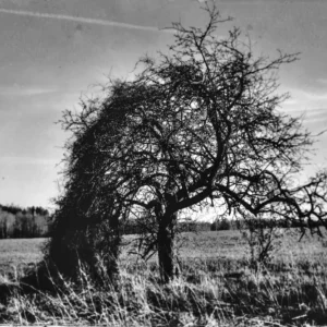 Vintage landscape photo of a tree in a field, with a tintype filter