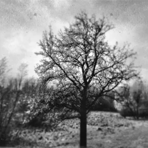 Tintype filtered black and white image showcasing a tree in a picturesque field