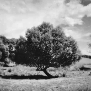 A monochrome image of a tree standing alone in a field, enhanced with a tintype filter