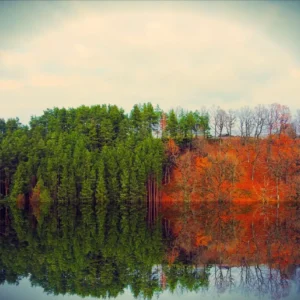 A serene lake surrounded by lush trees