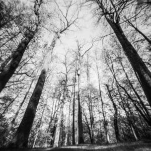A monochrome photo of towering trees in a dense forest