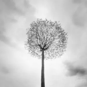 A black and white photograph of a tree standing alone