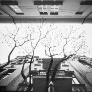 Building backdrop for striking tree